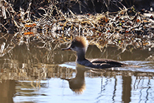 Hooded Merganser