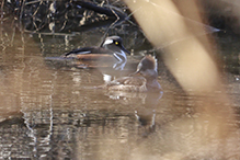 Hooded Merganser