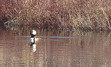 Hooded Merganser