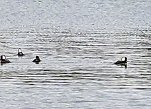 Hooded Merganser