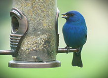 Indigo Bunting