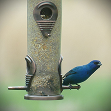 Indigo Bunting