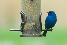 Indigo Bunting