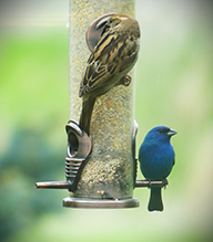 Indigo Bunting
