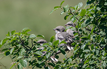 Loggerhead Shrike