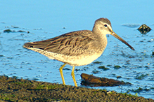 Long-billed Dowitcher