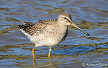 Long-billed Dowitcher
