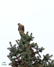 Merlin