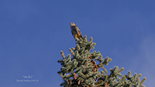 Merlin