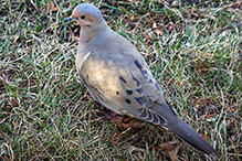 Mourning Dove