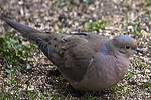 Mourning Dove