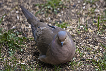 Mourning Dove