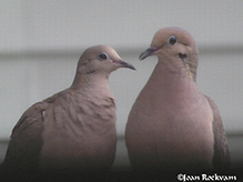 Mourning Dove