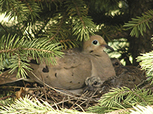 Mourning Dove