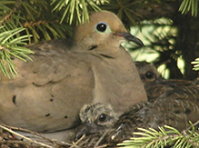 Mourning Dove