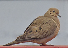 Mourning Dove