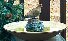 Mourning Dove