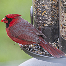 Northern Cardinal