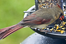 Northern Cardinal