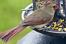 Northern Cardinal