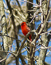 Northern Cardinal