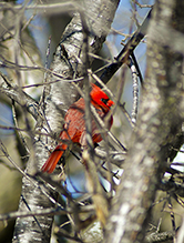 Northern Cardinal