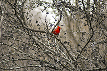 Northern Cardinal