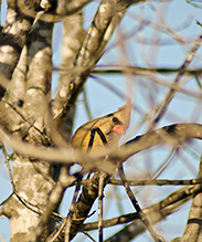 Northern Cardinal