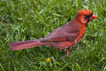 Northern Cardinal