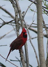 Northern Cardinal