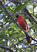 Northern Cardinal