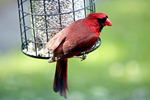 Northern Cardinal