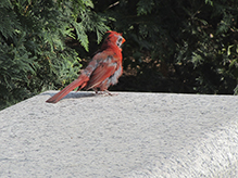 Northern Cardinal