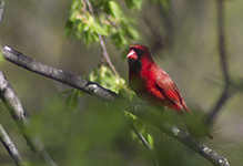 Northern Cardinal