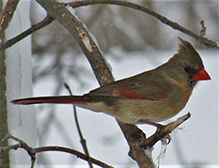 Northern Cardinal