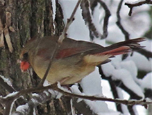 Northern Cardinal