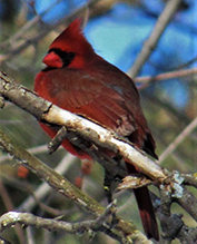 Northern Cardinal