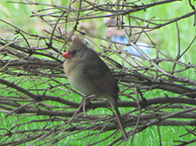 Northern Cardinal