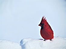 Northern Cardinal