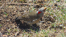 Northern Flicker