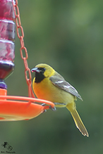 Orchard Oriole
