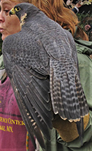 Peregrine Falcon