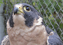 Peregrine Falcon