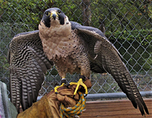 Peregrine Falcon