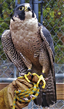 Peregrine Falcon