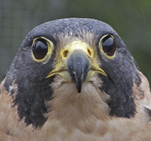 Peregrine Falcon