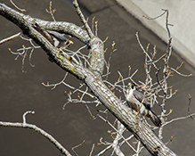 Peregrine Falcon