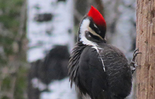 Pileated Woodpecker