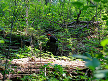 Pileated Woodpecker