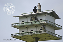 Purple Martin